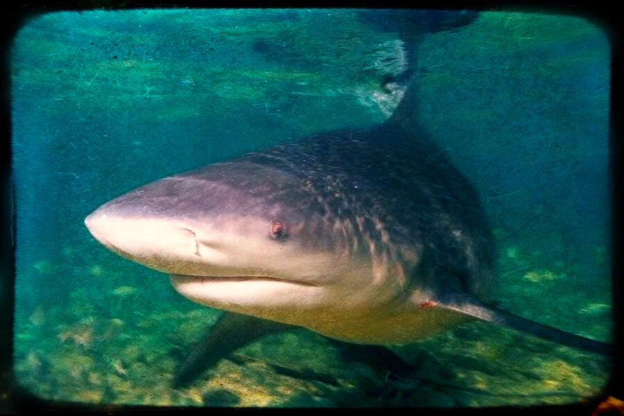 Baignade : une combinaison anti-requins - Top Santé